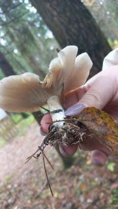 Гриб из Пушкино. Московская обл.