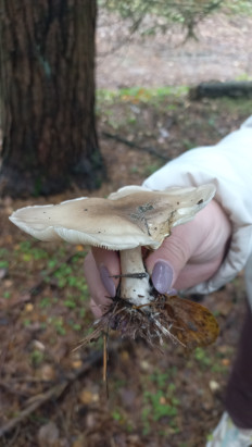 Гриб из Пушкино. Московская обл.