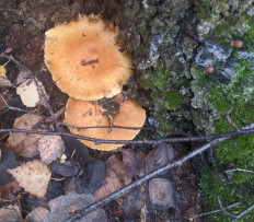 Гриб из Владимир