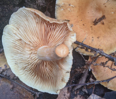 Гриб из Владимир