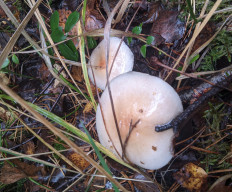 Гриб из Владимир