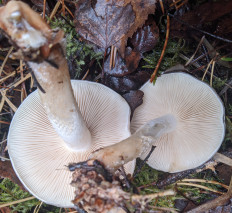 Гриб из Владимир