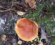 Гриб из Владимир