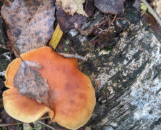 Гриб из Владимир