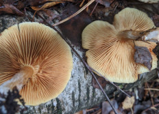 Гриб из Владимир