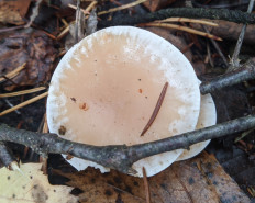 Гриб из Владимир