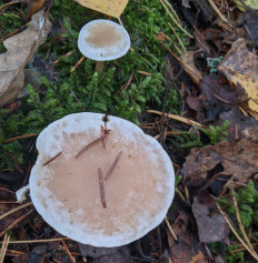 Гриб из Владимир