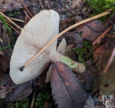 Гриб из Владимир