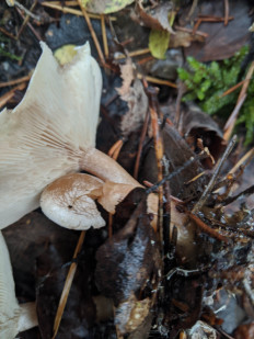 Гриб из Владимир