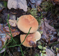 Гриб из Владимир