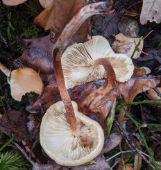 Гриб из Владимир