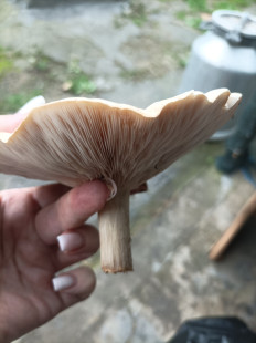 Гриб из с Шведино