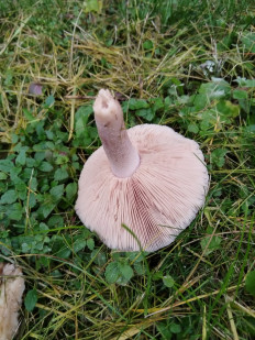 Гриб из Чехов