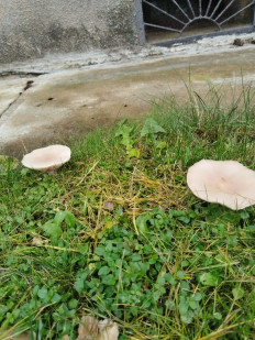 Гриб из Чехов