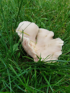 Гриб из Чехов