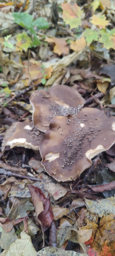 Гриб из Котельники