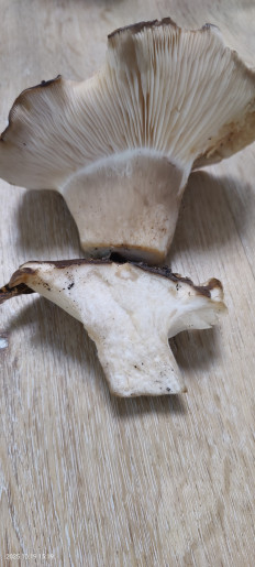 Гриб из Котельники