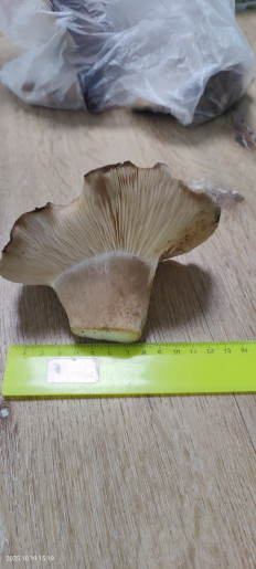 Гриб из Котельники