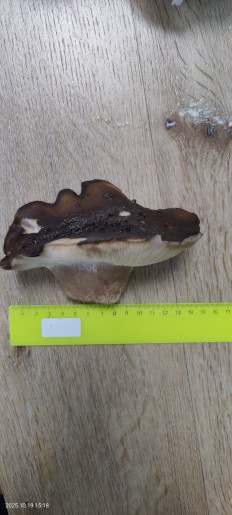 Гриб из Котельники