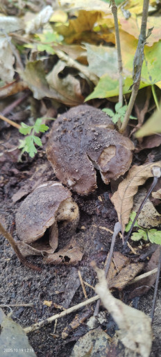 Гриб из Котельники