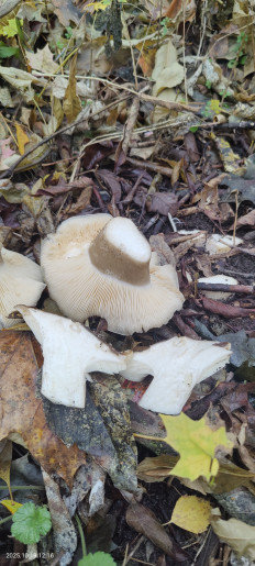 Гриб из Котельники