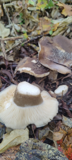 Гриб из Котельники