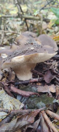 Гриб из Котельники