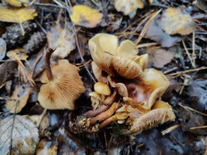 Гриб из Ногинск