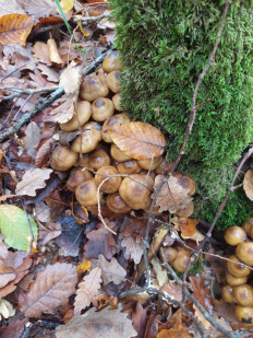 Гриб из Краснодар