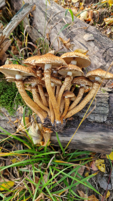 Гриб из Bendorf(Германия)