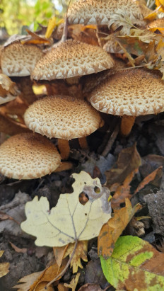 Гриб из Bendorf(Германия)