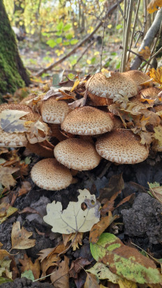 Гриб из Bendorf(Германия)
