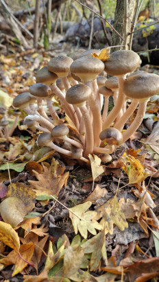 Гриб из Bendorf(Германия)