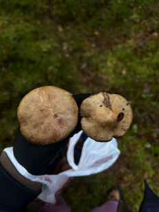 Гриб из Санкт-Петербург