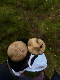Гриб из Санкт-Петербург