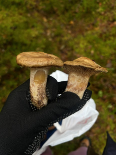 Гриб из Санкт-Петербург