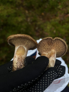 Гриб из Санкт-Петербург