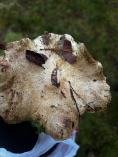 Гриб из Санкт-Петербург