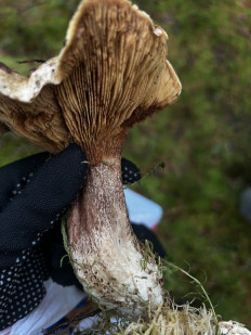 Гриб из Санкт-Петербург