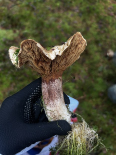 Гриб из Санкт-Петербург