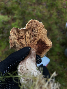 Гриб из Санкт-Петербург