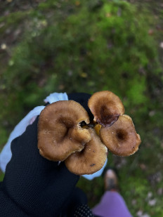 Гриб из Санкт-Петербург