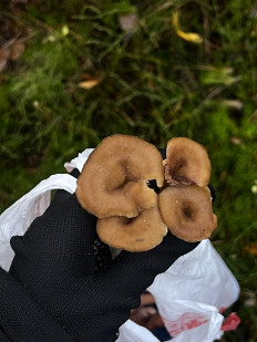 Гриб из Санкт-Петербург