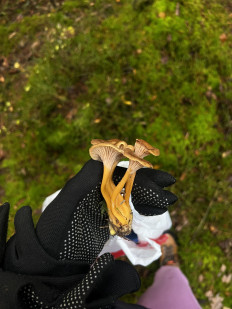 Гриб из Санкт-Петербург