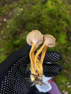 Гриб из Санкт-Петербург