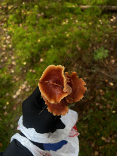 Гриб из Санкт-Петербург