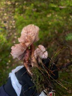 Гриб из Санкт-Петербург