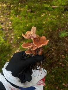 Гриб из Санкт-Петербург