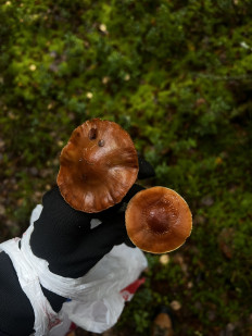 Гриб из Санкт-Петербург