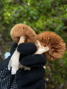 Гриб из Санкт-Петербург